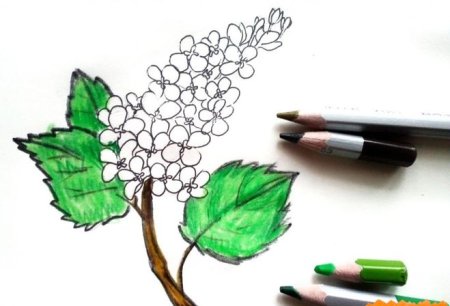 Куст сирени рисунок карандашом