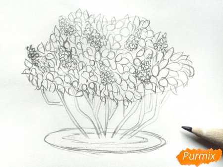 Сирень рисунок по этапно