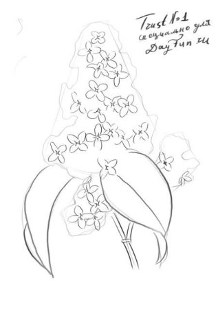 Букет сирени карандашом