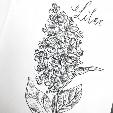 Сирень в вазе рисунок карандашом