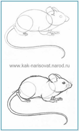 Рисунок мыши для срисовки