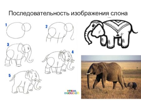 Схема рисования слона в старшей группе