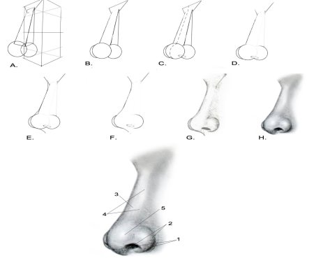 Этапы рисунка носа