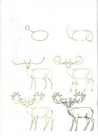 Как нарисовать лося поэтапно для детей