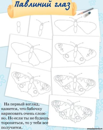 Рисуем бабочку поэтапно