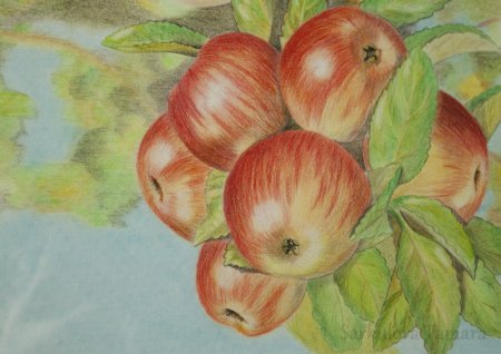 Рисунки цветными карандашами легкие