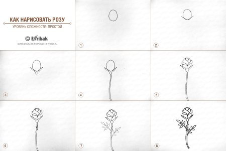 Нарисовать розу