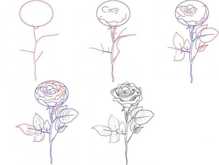 Рисуем розу карандашом поэтапно