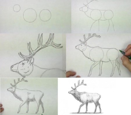 Поэтапное рисование оленя для детей