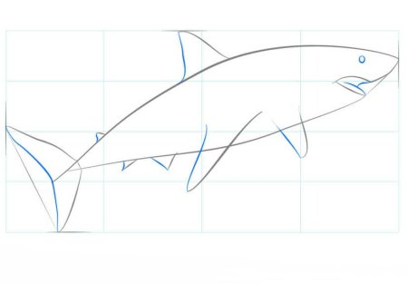 Поэтапное рисование акулы