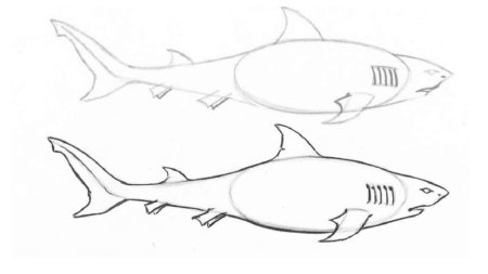 Пошаговый рисунок акулы