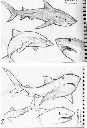Акула для рисования