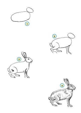 Последовательность рисования животных