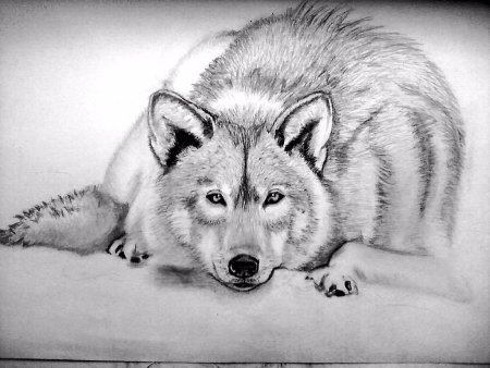 Волк карандашом