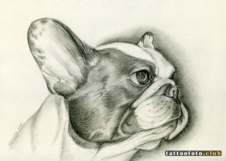 Животные карандашом