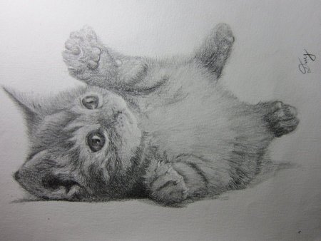 Котёнок рисунок карандашом