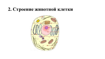 Нарисовать строение животной клетки биология 7 класс