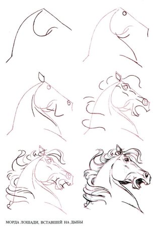 Этапы рисования лошади