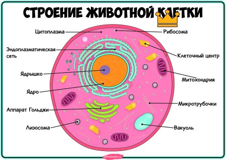 Структура растительной клетки схема