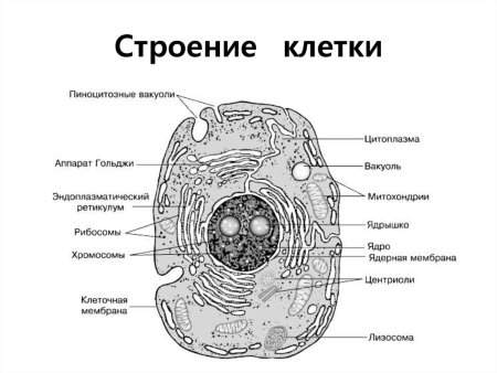 Ультрамикроскопическое строение ядра