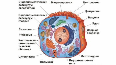Клетка биология схема растительная