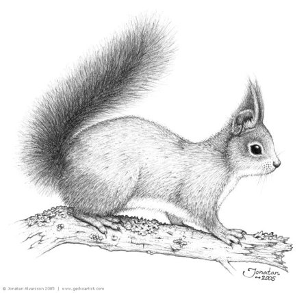 Рисунки зверей карандашом