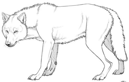 Зарисовки диких животных