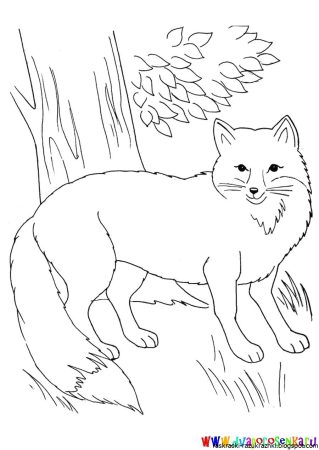 Раскраска Лесные животные