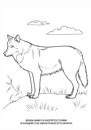 Медновский голубой песец раскраска