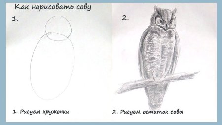 Рисование Совы