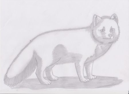 Песец рисунок карандашом