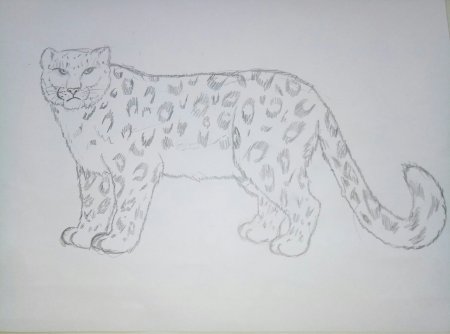 Снежный Барс рисунок карандашом
