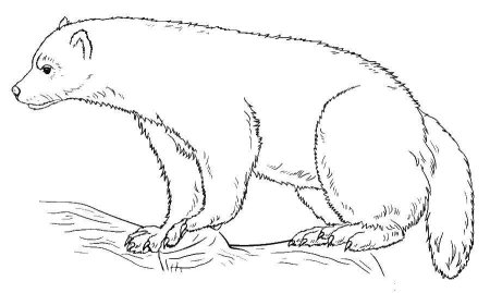 Росомаха зверь