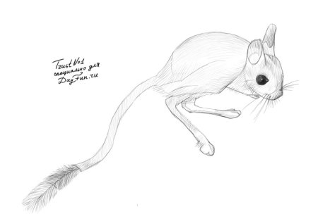 Животные красной книги рисунки