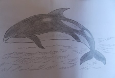 Снежный Барс рисунок карандашом