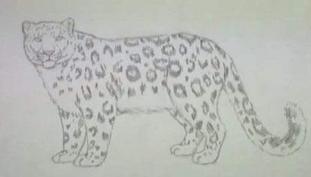 Рисунки из красной книги