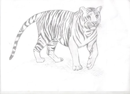 Рисунок на тему тигр