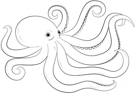 Раскраска морские обитатели