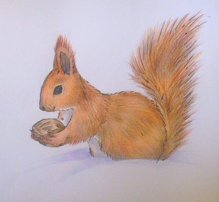 Белка рисунок