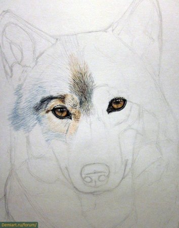 Рисунки животных цветными карандашами для срисовки