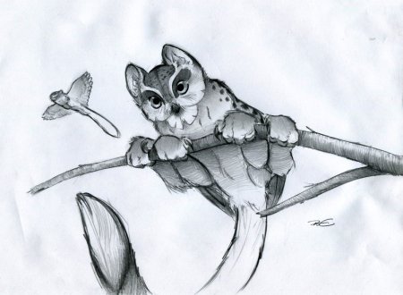 Скелет волка для рисования