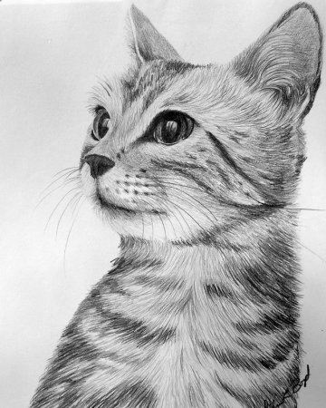 Котик карандашом