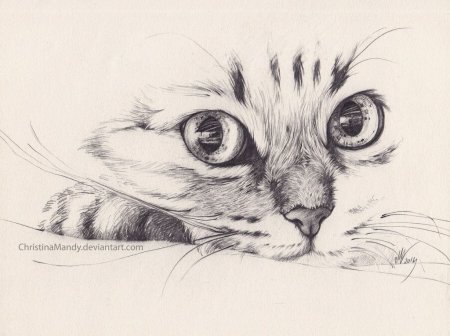 Котик карандашом