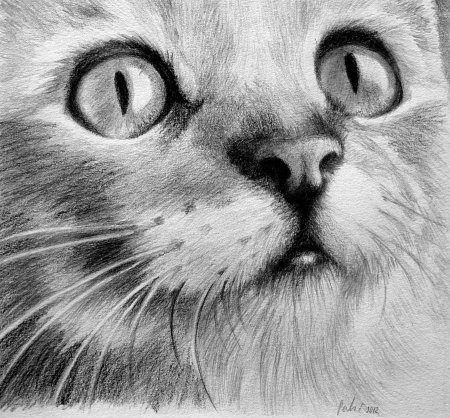 Кошка рисунок карандашом