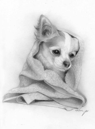 Чихуа эскиз
