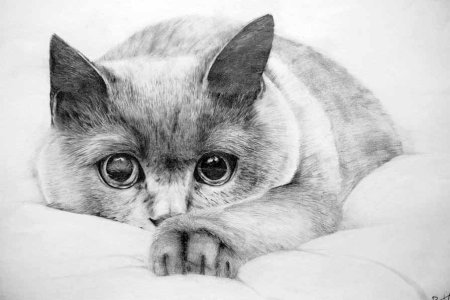 Кошка карандашом