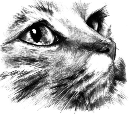 Кот карандашом