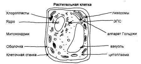 Структура растительной клетки схема