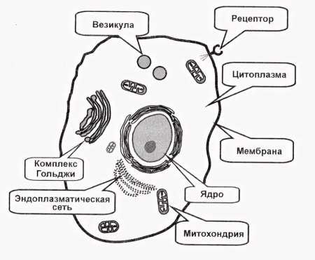 Строение живой клетки рисунок