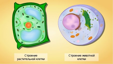 Клетка биология схема клетки животного и растения